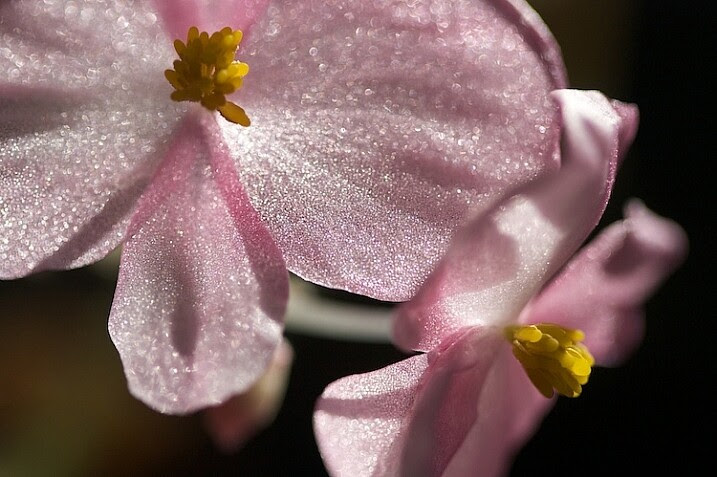 7-Light-painting-flowers-no-fill-pink-3