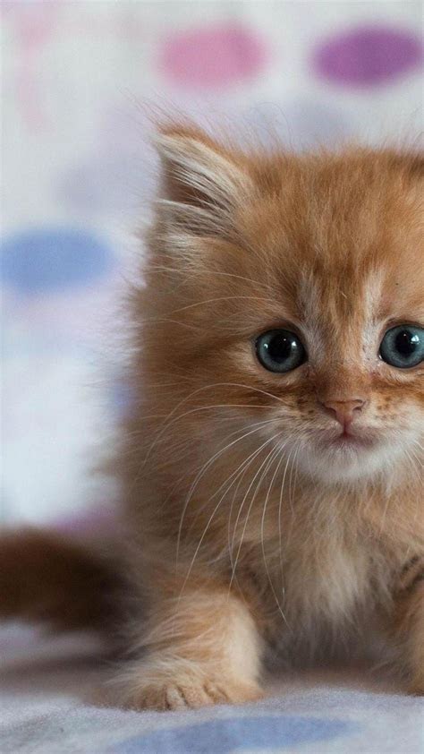 Cute Kitten Pictures For 2023