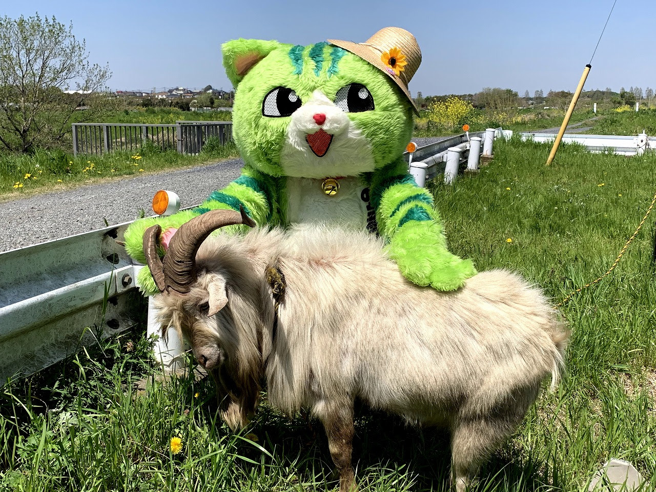 イベント情報 のらねこくん来場決定 2 22 土 さいたま市ノーマライゼーションカップ 日本ブラインドサッカー協会 Blind Soccer