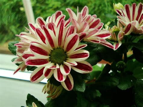 Find the best house plants for your home. Chrysanthemum (Pot Mum / Florist's Mum) Guide | Our House