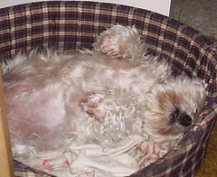 Poochie