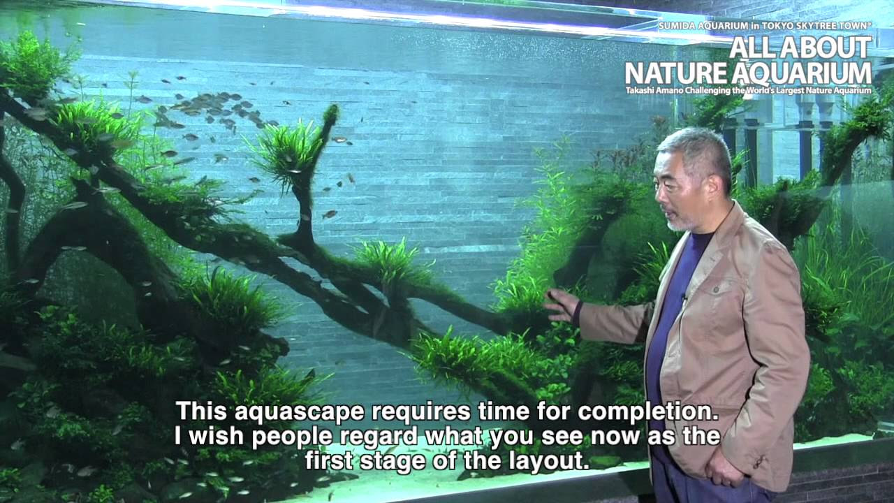 TAKASHI AMANO × SUMIDA AQUARIUM Final Episode YouTube