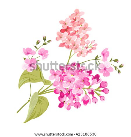 Purple Lilac flowers of Syringa.