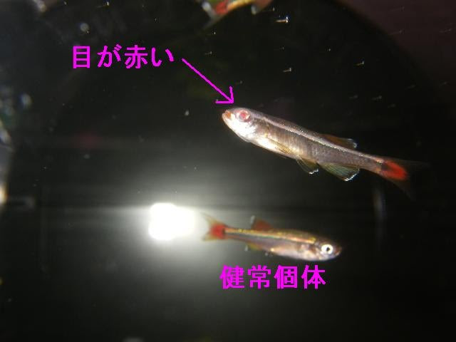 アカヒレも白点 カージナルテトラの飼育日記
