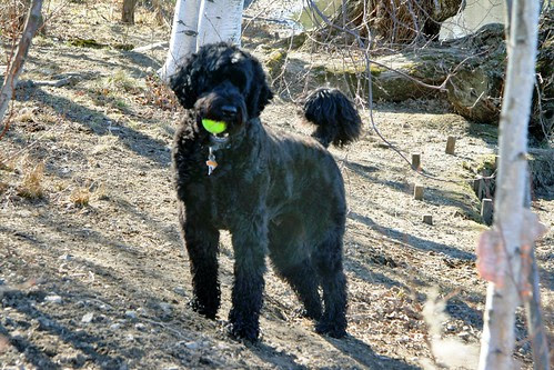 yellow ball