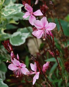 花 ガウラ 6月9日の花と花言葉 ガウラ 魅る魅るガーデニング