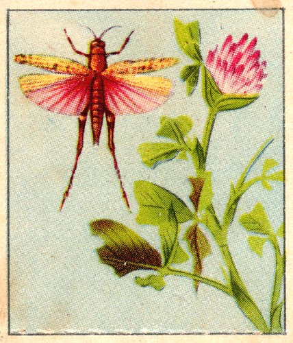 naturainsectes015