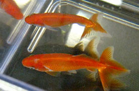 young wakins 2009
