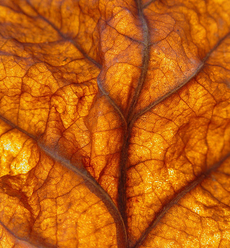 fall leaf