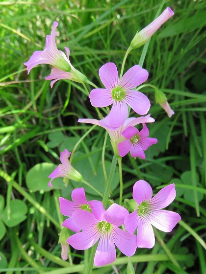 ピンク色の可愛い花も 三つ葉には要注意 ムラサキカタバミ 紫片喰 この花の名前なんていうの