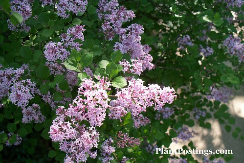 lilac love