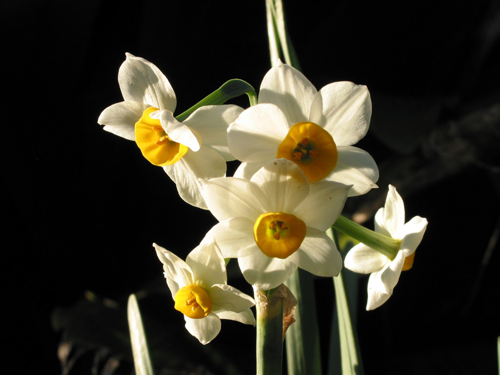フリー壁紙写真 花
