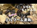 200以上 コメノゴミムシダ��シ 213896-コメノゴミムシダマシ 英名