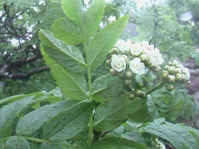ミヤマナナカマド 高山植物図鑑 登山道の花