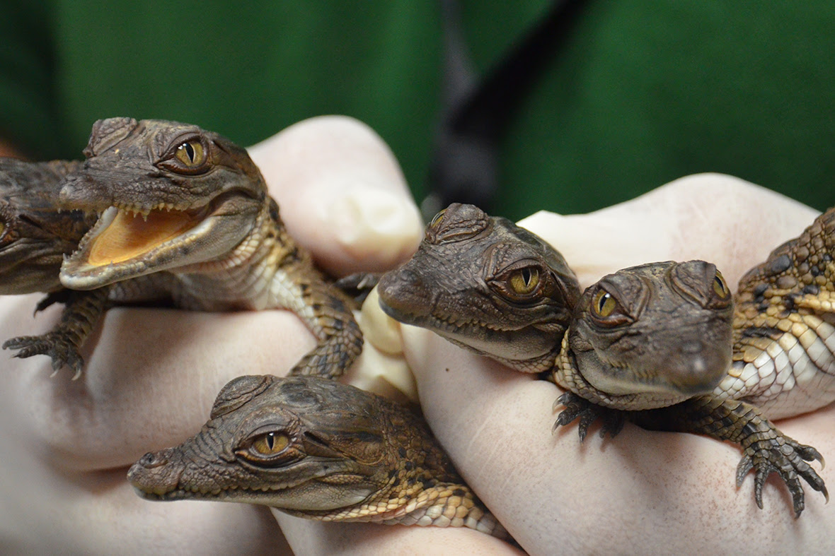 baby crocodiles