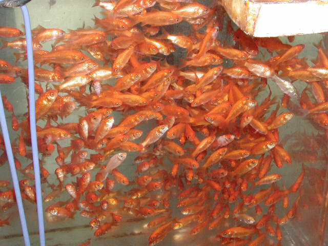 餌用金魚 小赤 メダカ 価格改定のお知らせ イーストアフリカ