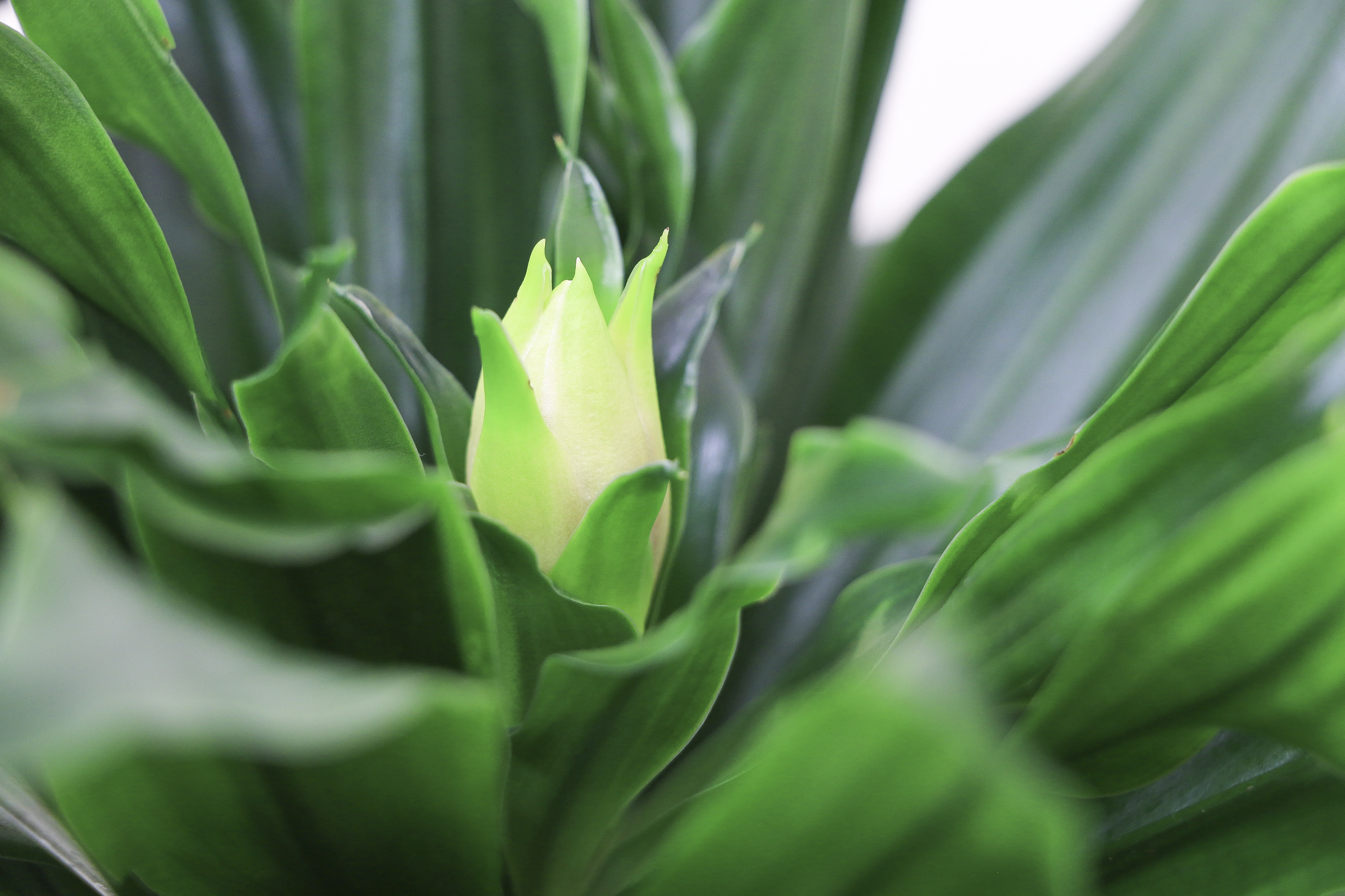 観葉植物に蕾がついたら Fleur Bazar