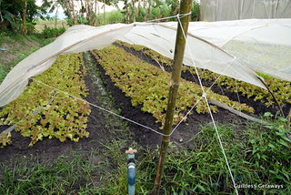 fresh-start-organic-farm.jpg