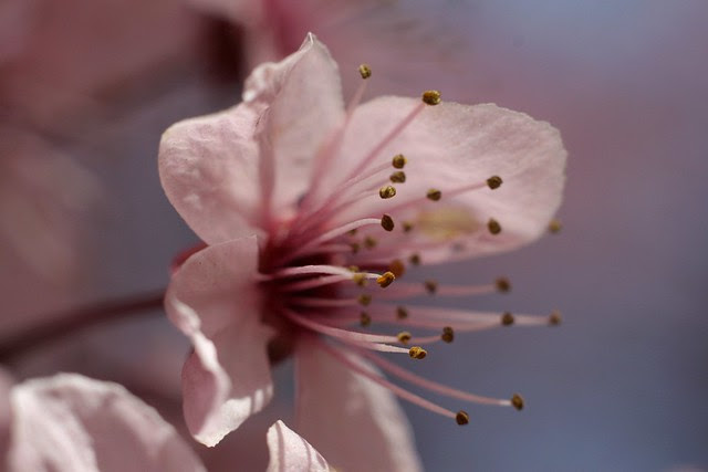 cherry blossom, portland center park