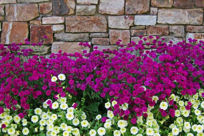 Garvin Woodland Gardens 17