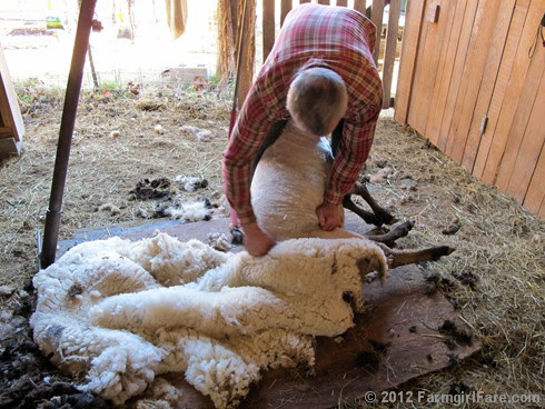 2012 Sheep shearing day 35 - FarmgirlFare.com