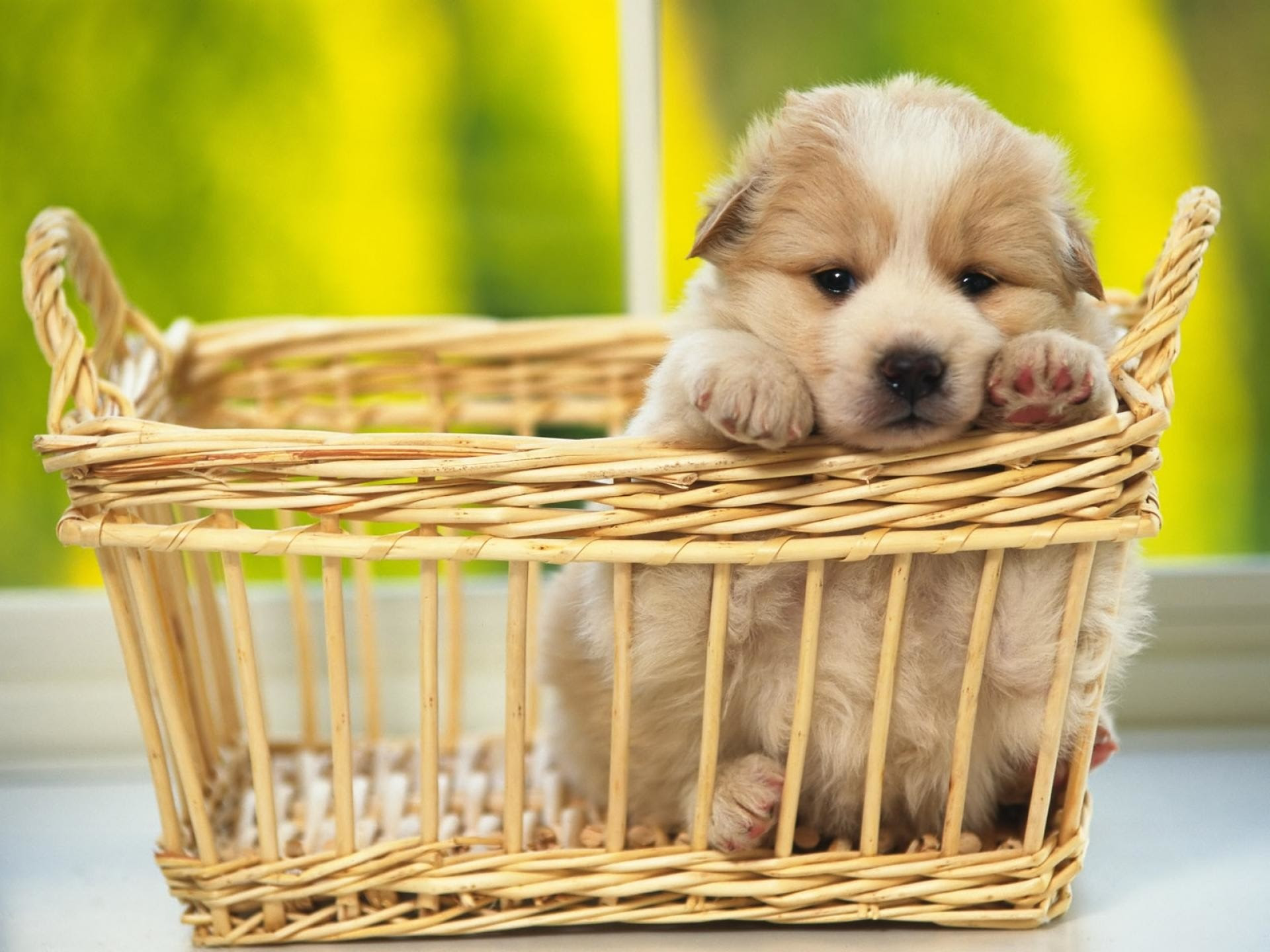 Puppy Wallpapers and Screensavers (42+ images)