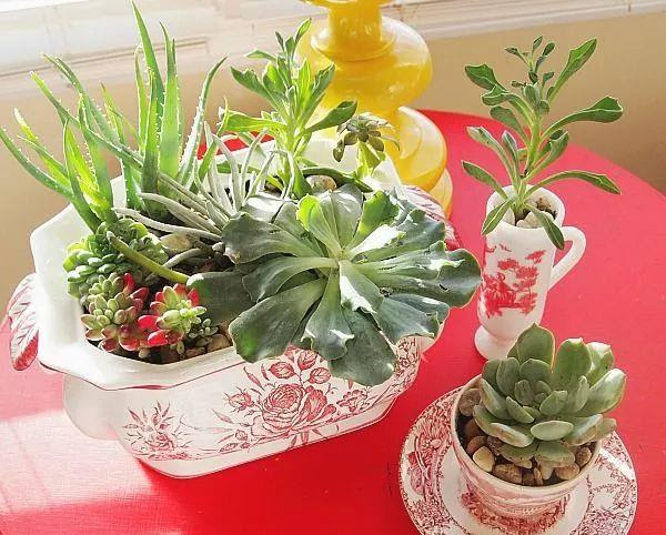 15个多肉植物室内 室外创意 养出不同规模的多肉小花园 生活资讯 娱乐新闻网