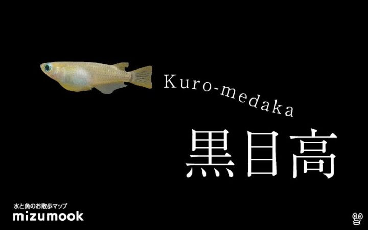 日本のメダカ9種 飼い方 飼育 繁殖 病気 ミズムック