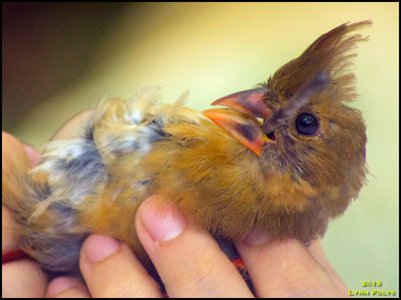 Northern Cardinal