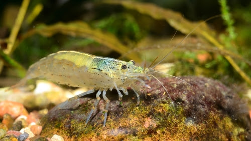 ミナミヌマエビのお腹や背中が緑色になる卵の発生と抱卵について ミナミヌマエビの生態