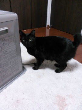 静岡県 尻尾の短い可愛い黒ネコのくぅ 仮 猫の里親募集 ネコジルシ