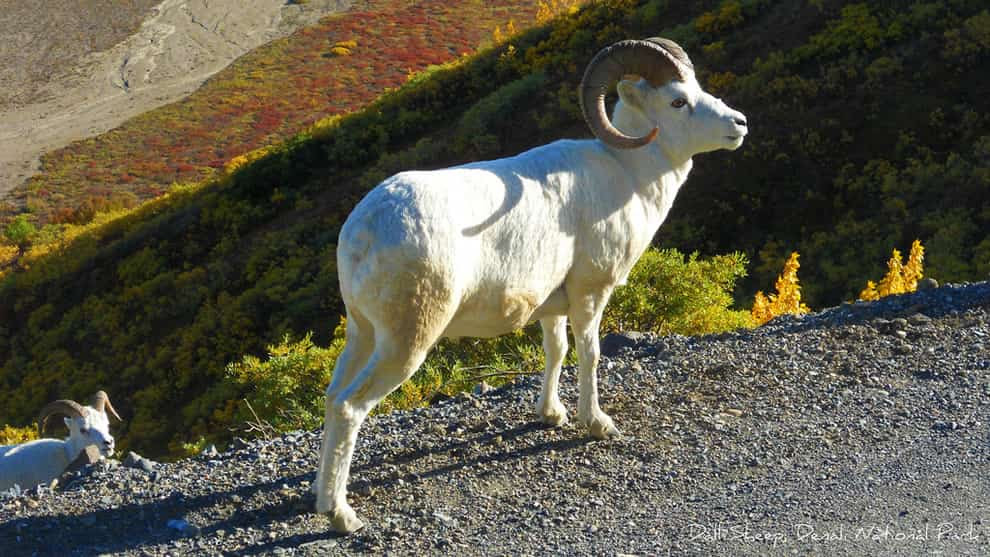 Autumn Dall Sheep in Denali National Park