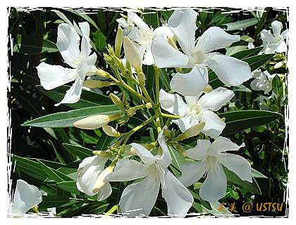 夾竹桃 Oleander 灣區 美式作風 痞客邦