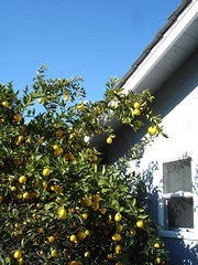 XMAS day 2004 in NORCAL