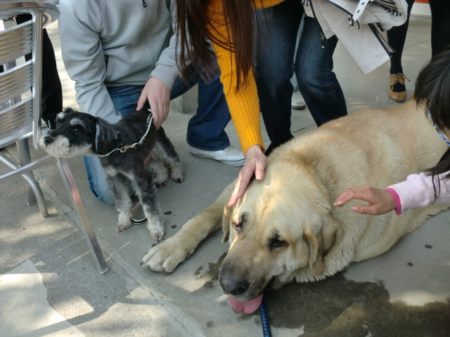 スパニッシュ マスティフ 有害飼育者 からの犬舎被害 続編 Espania Dogs ドックラン エスパーニャ