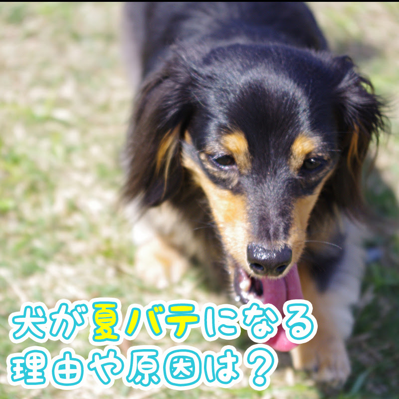 犬が夏バテになる理由や原因は 対処法は温度や湿度で決まる