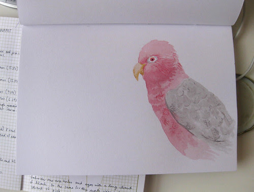 galah