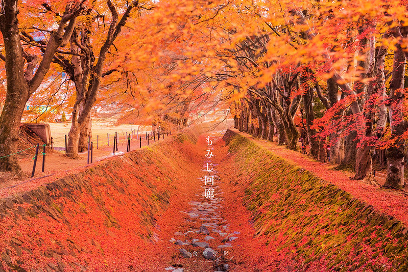 富士山河口湖紅葉迴廊 もみじ回廊 走進豔紅橙色的秋季限定隧道 楓葉落下後的絕美景點 食癮 拾影 痞客邦