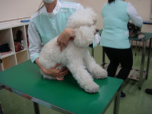 ゼミ授業 動物看護師のタマゴたち