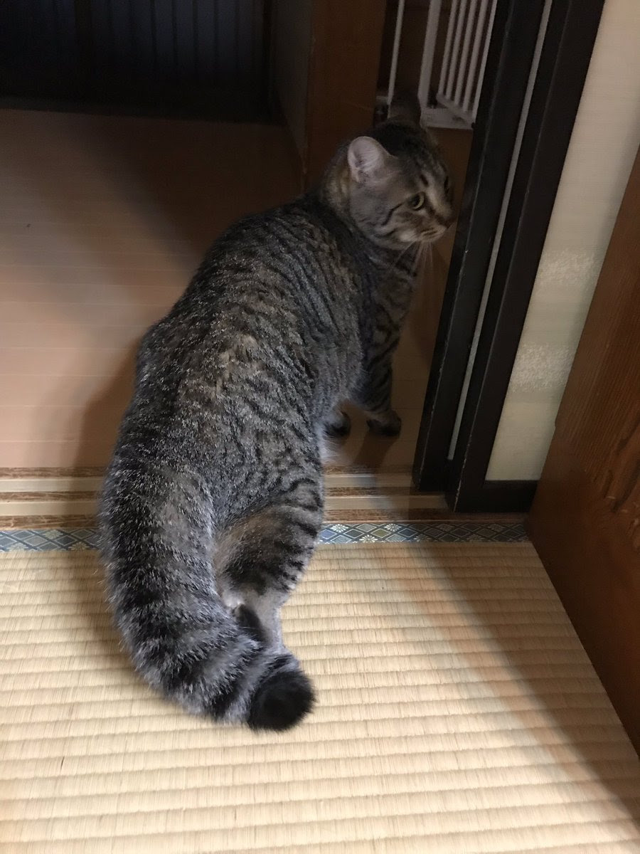 地震に驚いた猫 尻尾がタヌキになってしまう Netgeek