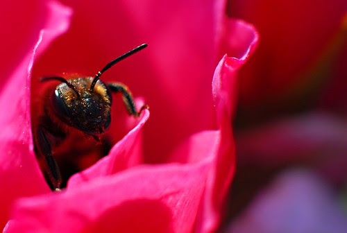 Come out smelling like a rose