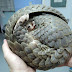 Pangolin Scales - Breaking! Another 12.7 Tons Of Hidden Pangolin Scales ... / Besides its scales, the pangolin’s most notable feature is its long snout and tongue.