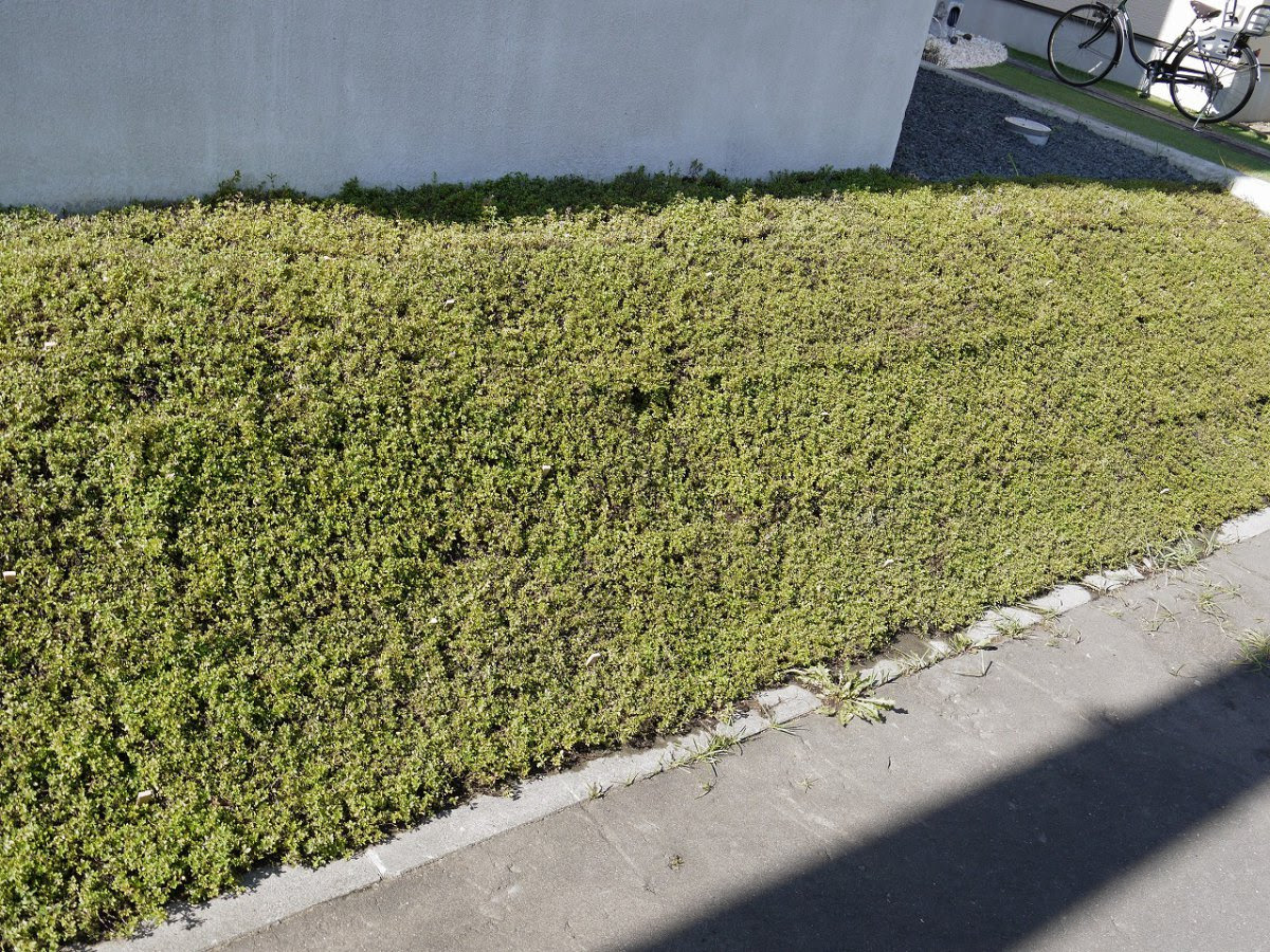 札幌市南区 Y様邸 法面のグランドカバーにハーブマットを 目隠しフェンス 施工事例 エクステリア ガーデン アトリエカンナ 札幌市 北広島市 江別市 千歳市 恵庭市 苫小牧周辺のエクステリア 庭 外構工事はアトリエカンナにお任せ下さい