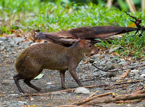 Agouti