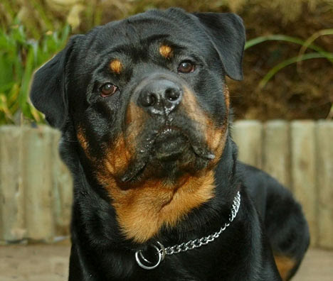 http://img.dailymail.co.uk/i/pix/2007/05_02/rottweiler270507_468x396.jpg