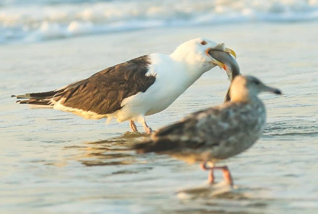 Cena foi registrada em praia de Avalon, no estado de Nova Jérsei  (Foto: Reprodução/Facebook/Seven Mile Times)