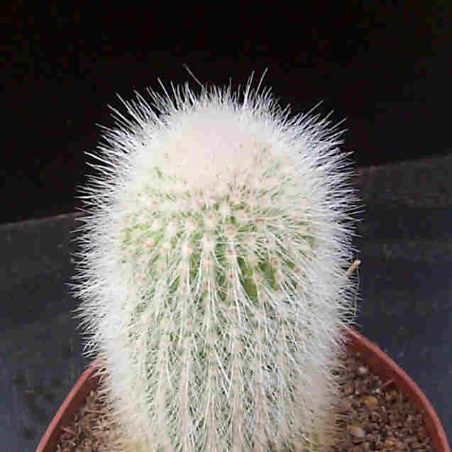 Cristaten - Starke: Monströse Arten