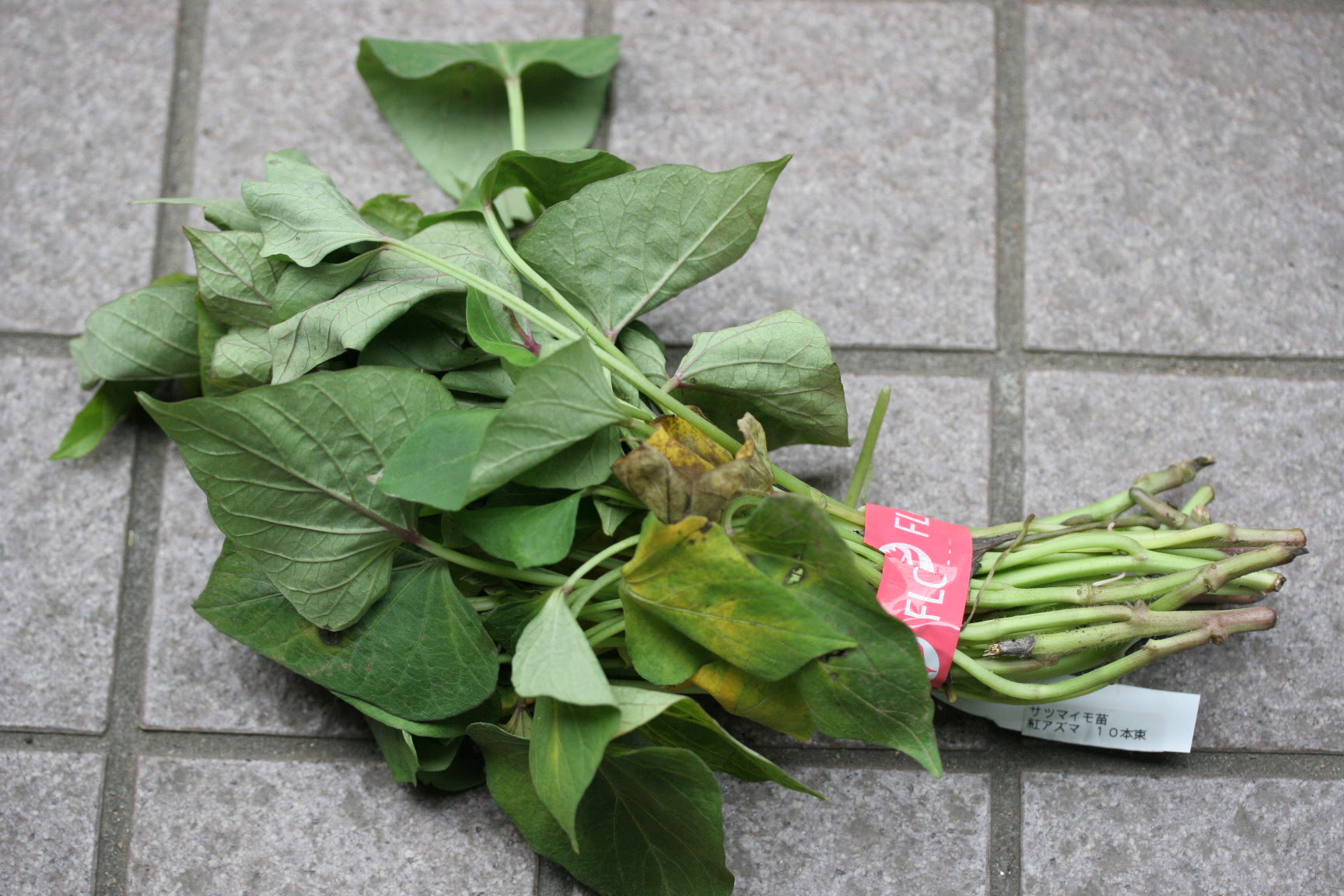 さつまいもプランター栽培 Hanna Papaの菜園日記