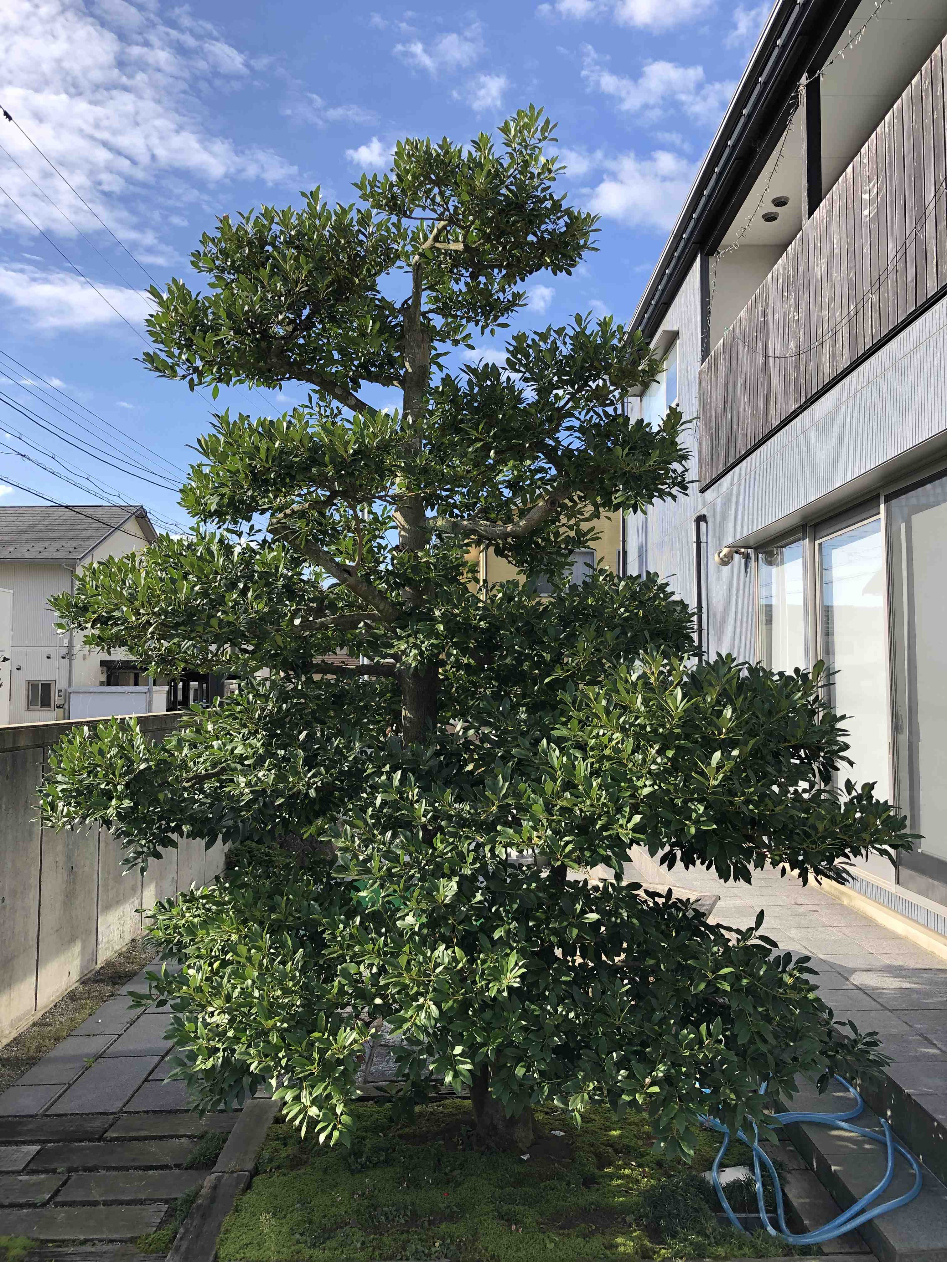 庭木の剪定