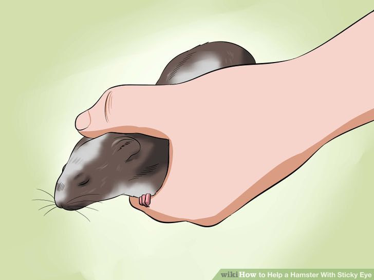 Help a Hamster With Sticky Eye Step 4 Version 2.jpg